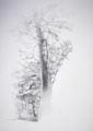 disegno 12